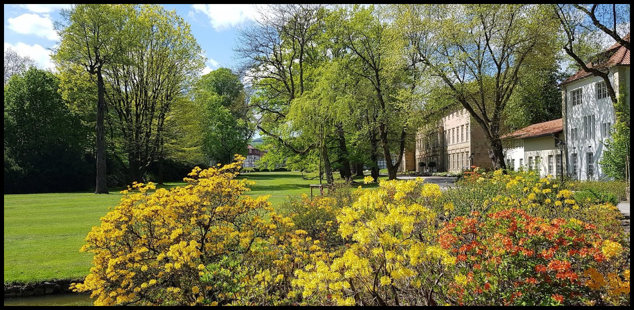 Rhododendron- und Azaleenpracht im Gräflichem Parkad Driburg