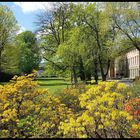 Rhododendron- und Azaleenpracht im Gräflichem Parkad Driburg