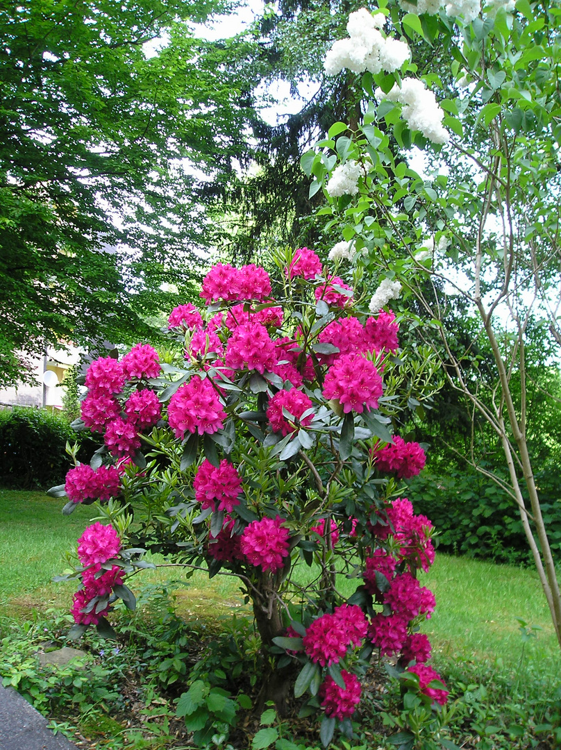 Rhododendron und Flieder jetzt blühen sie wieder