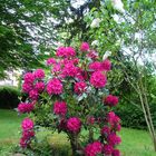 Rhododendron und Flieder jetzt blühen sie wieder