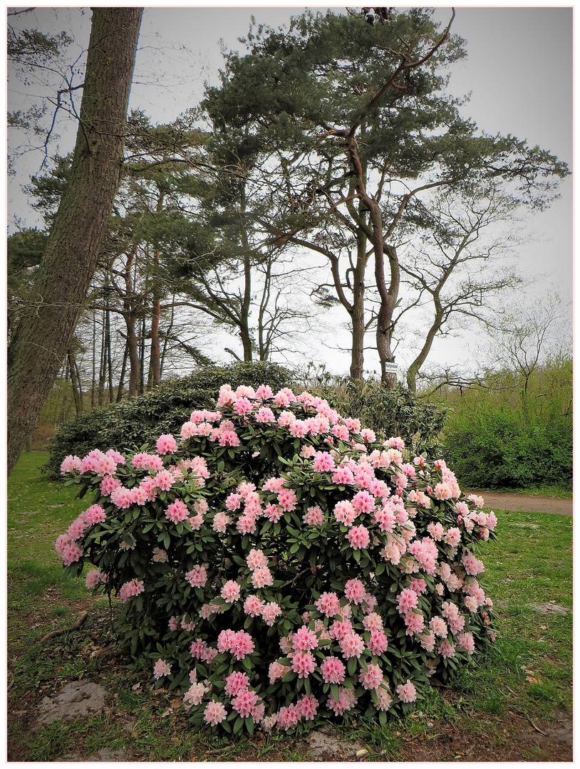 Rhododendron und Windflüchter 