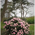 Rhododendron und Windflüchter 