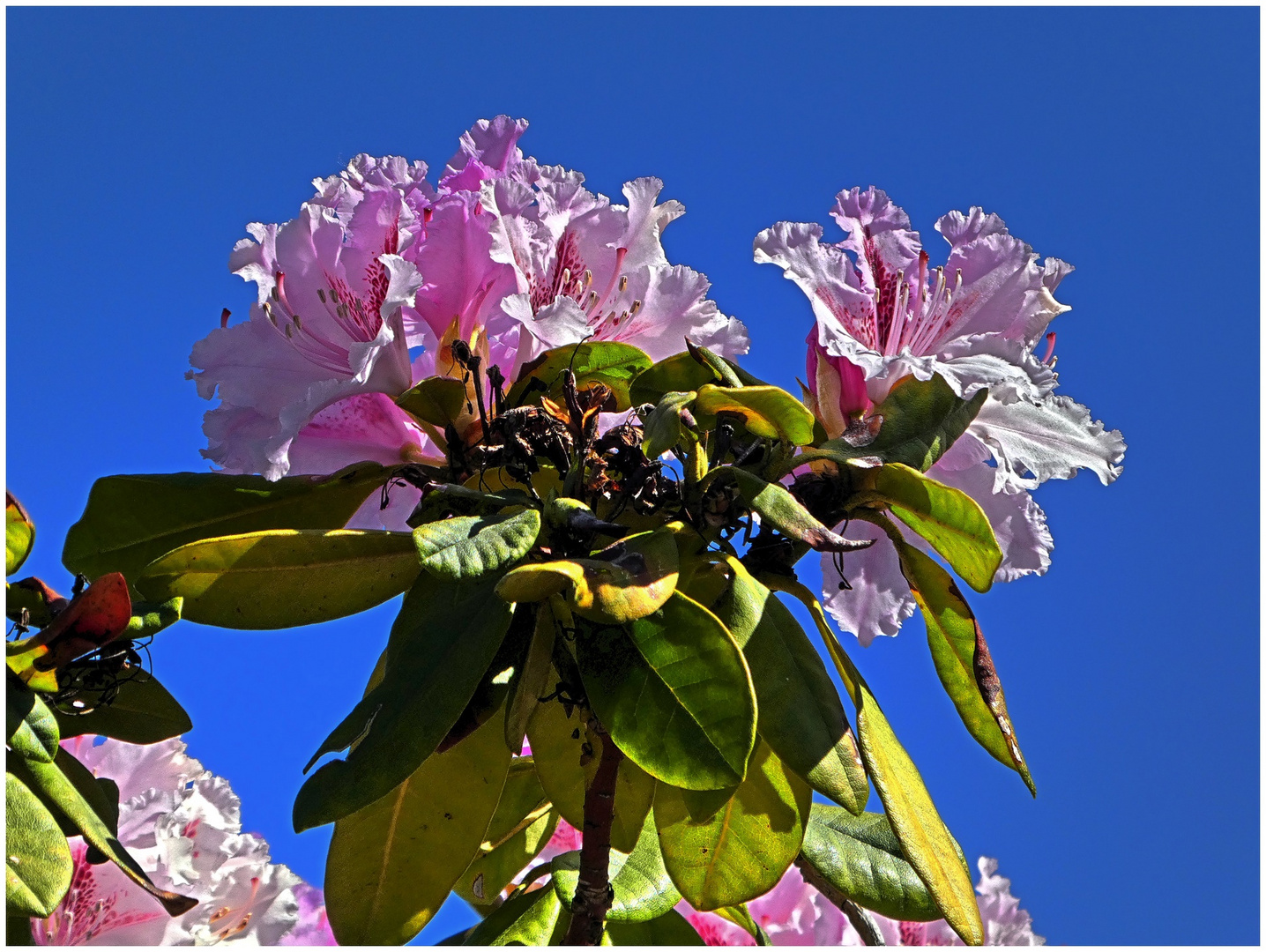 Rhododendron unter blauem Himmel Foto & Bild natur, pflanzen