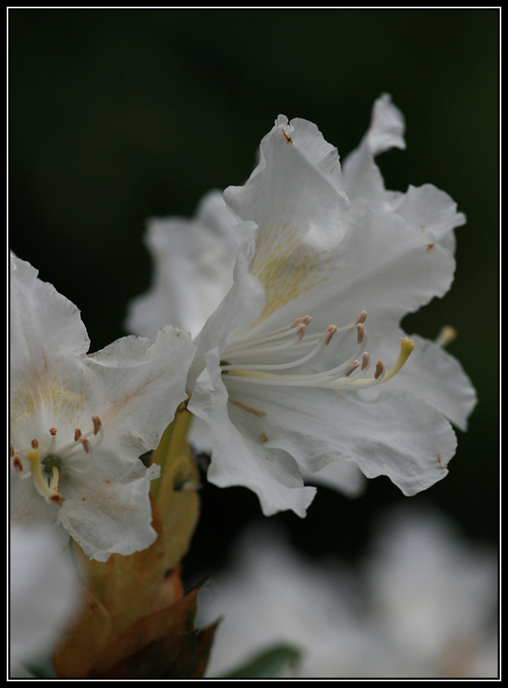 Rhododendron V