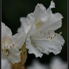 Rhododendron V