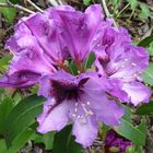 Rhododendron violet