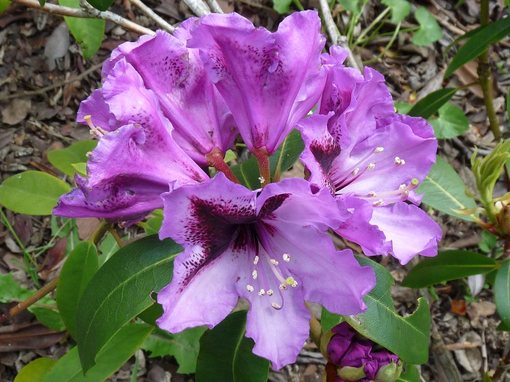 Rhododendron violet