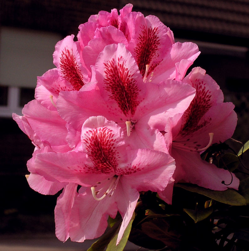 Rhododendron voll erblüht am 03.05.