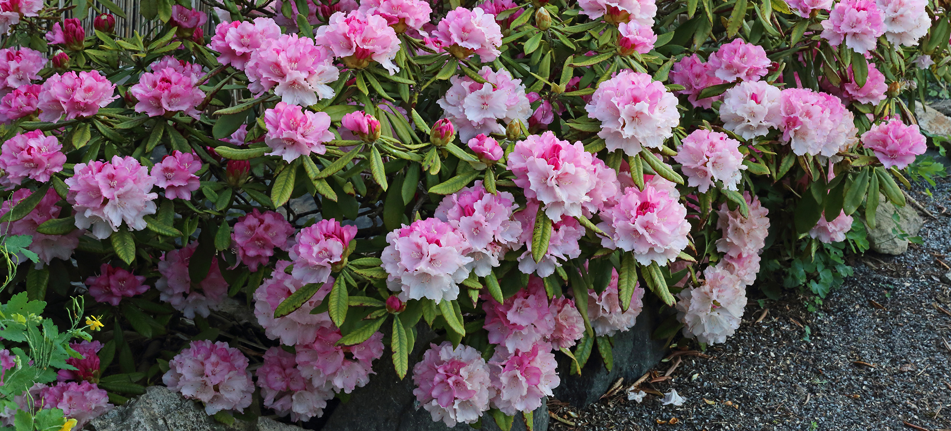 Rhododendron vom 20.Mai dem stürmischen Unwettertag...