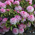 Rhododendron vom 20.Mai dem stürmischen Unwettertag...