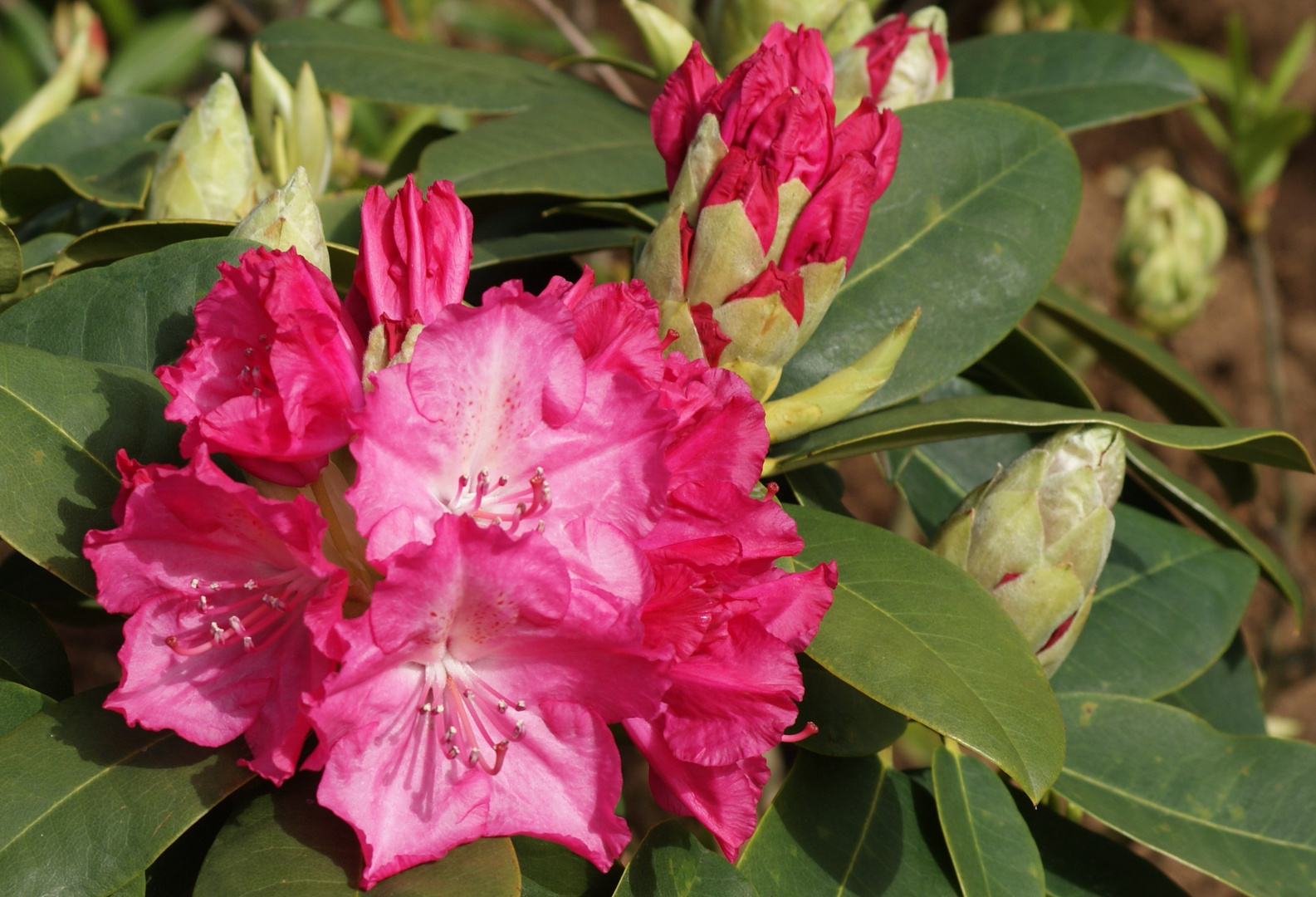 Rhododendron von der Knospe zur Blüte.