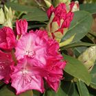 Rhododendron von der Knospe zur Blüte.