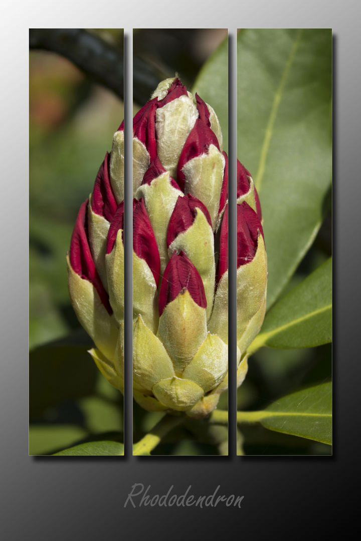 Rhododendron vor der Blüte