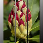 Rhododendron vor der Blüte