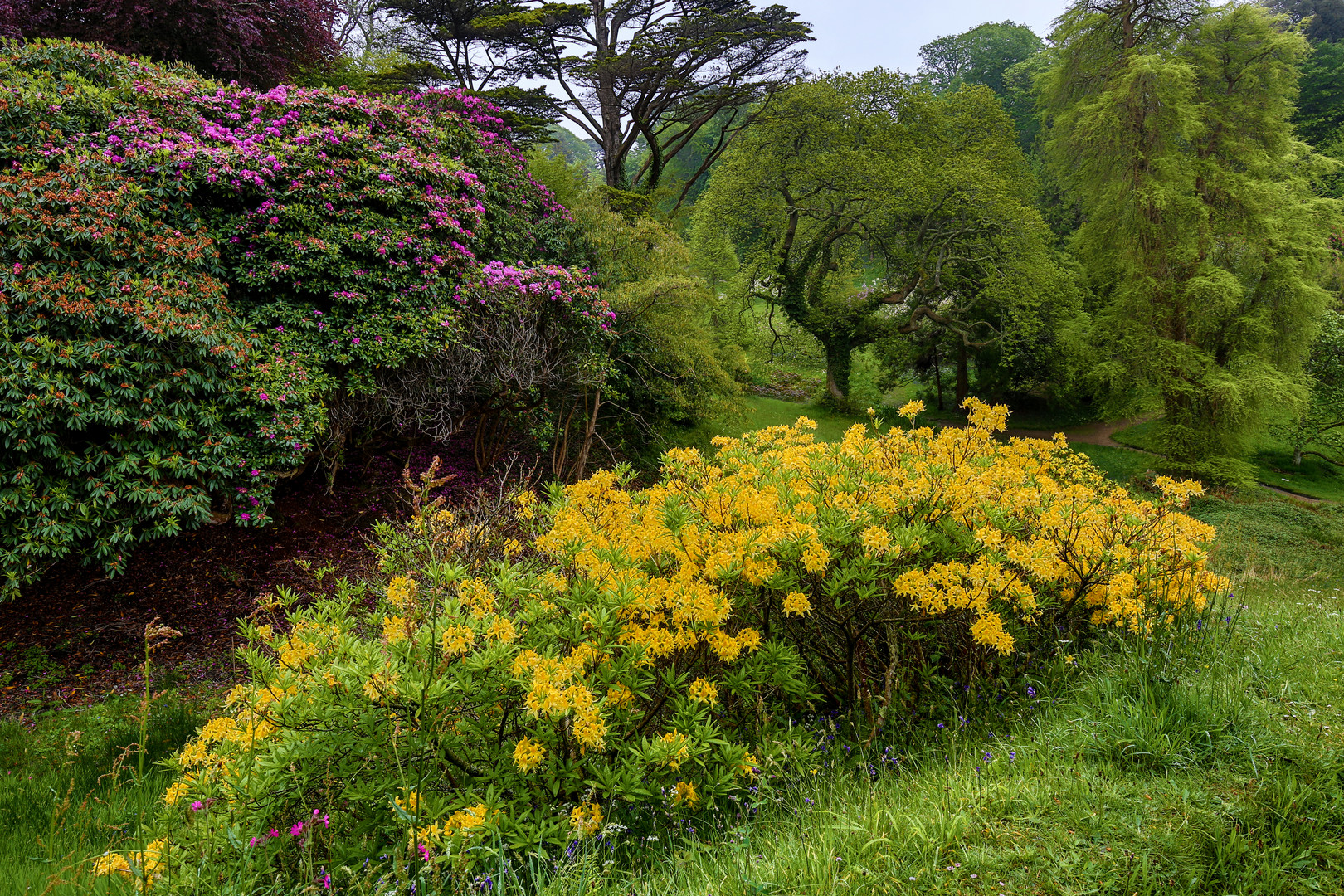 Rhododendron-Wald