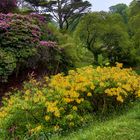 Rhododendron-Wald