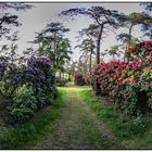 Rhododendron- Wald Dülmen