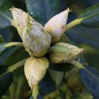 Rhododendron wartet auf den Frühling