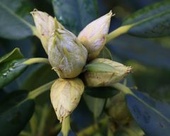 Rhododendron wartet auf den Frühling