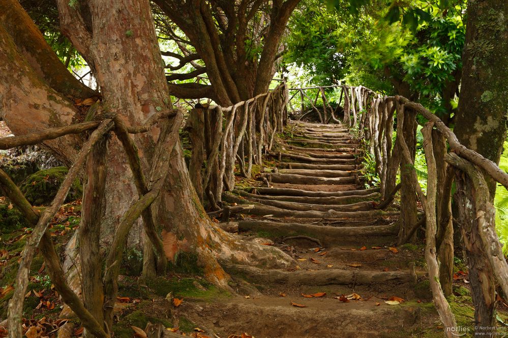 Rhododendron-Weg