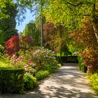 Rhododendron Weg