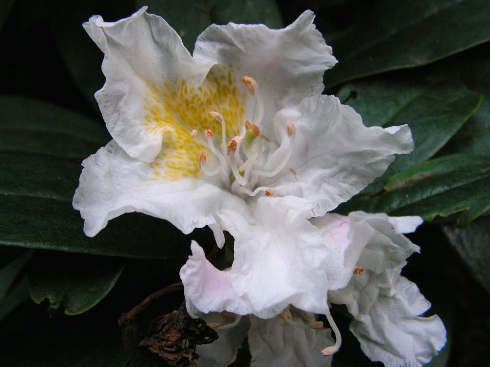 Rhododendron weiß