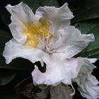 Rhododendron weiß