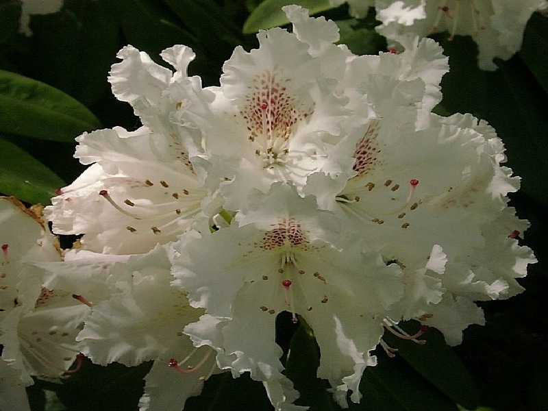 Rhododendron Weiss 2