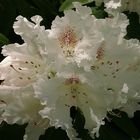 Rhododendron Weiss 2