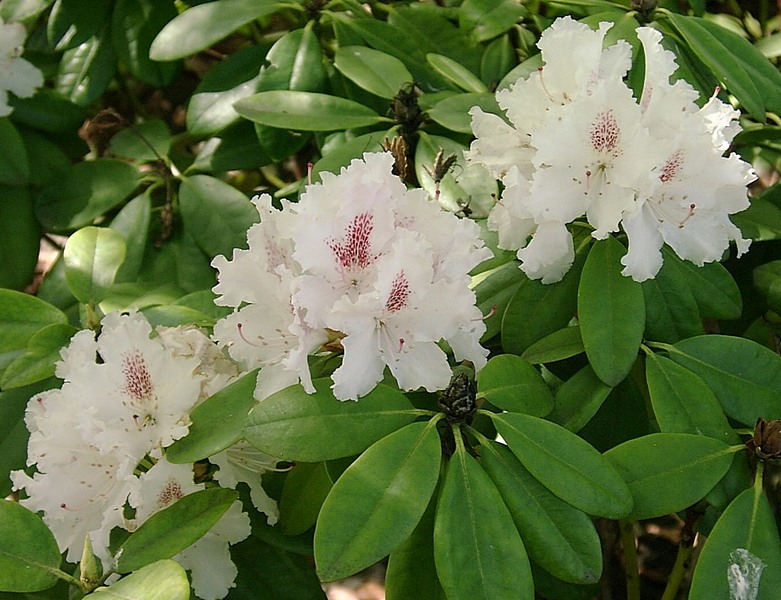 Rhododendron weiss