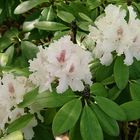 Rhododendron weiss