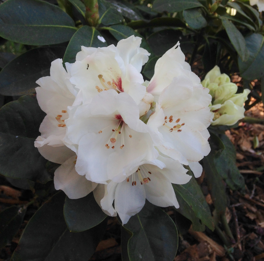 Rhododendron weiß