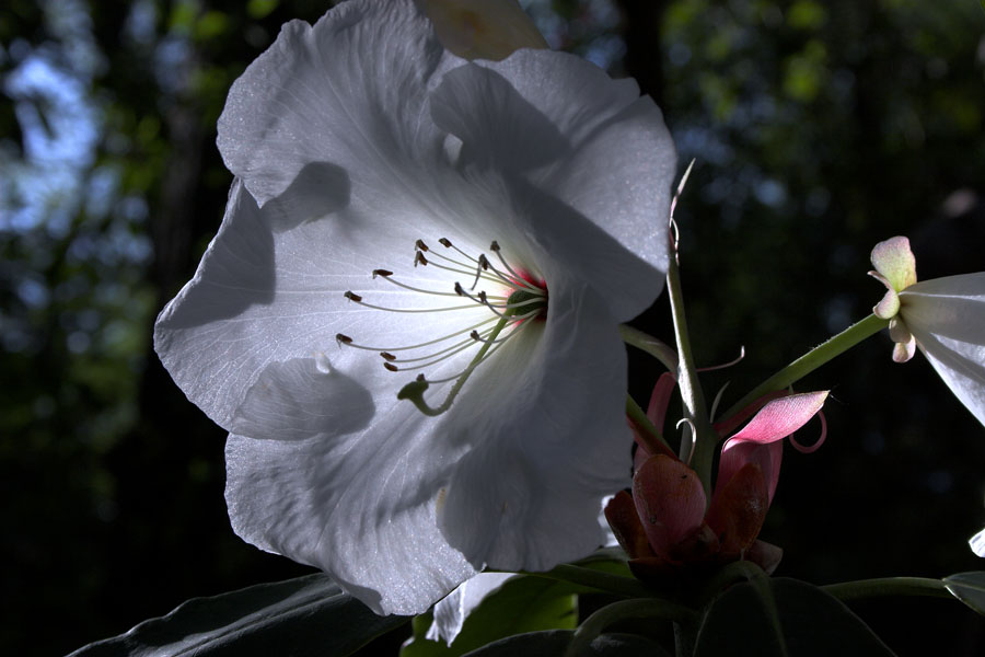 RHODODENDRON weiss