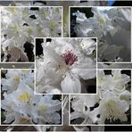 *** Rhododendron *** weiß