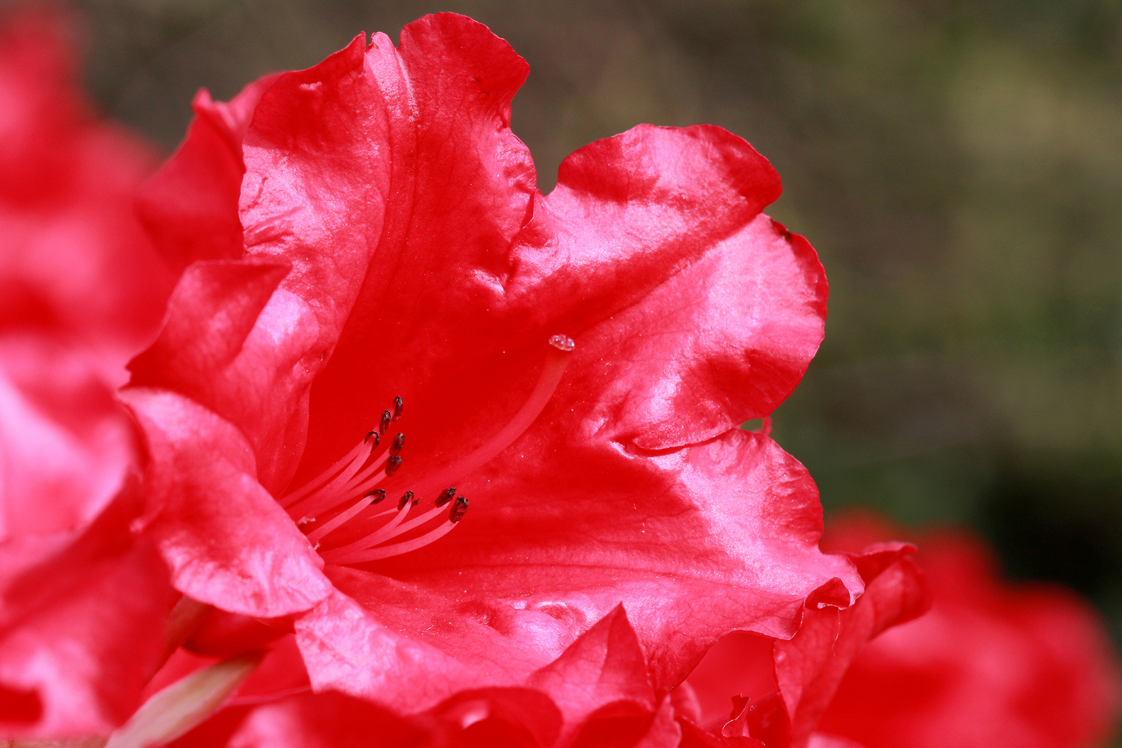 Rhododendron wie ein Leuchtfeuer...