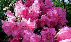 Rhododendron Wien, Botanische Garten