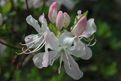 Rhododendron wiess