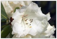 ... Rhododendron yunnanense, oder ...