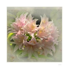 Rhododendron , zart rosa.....