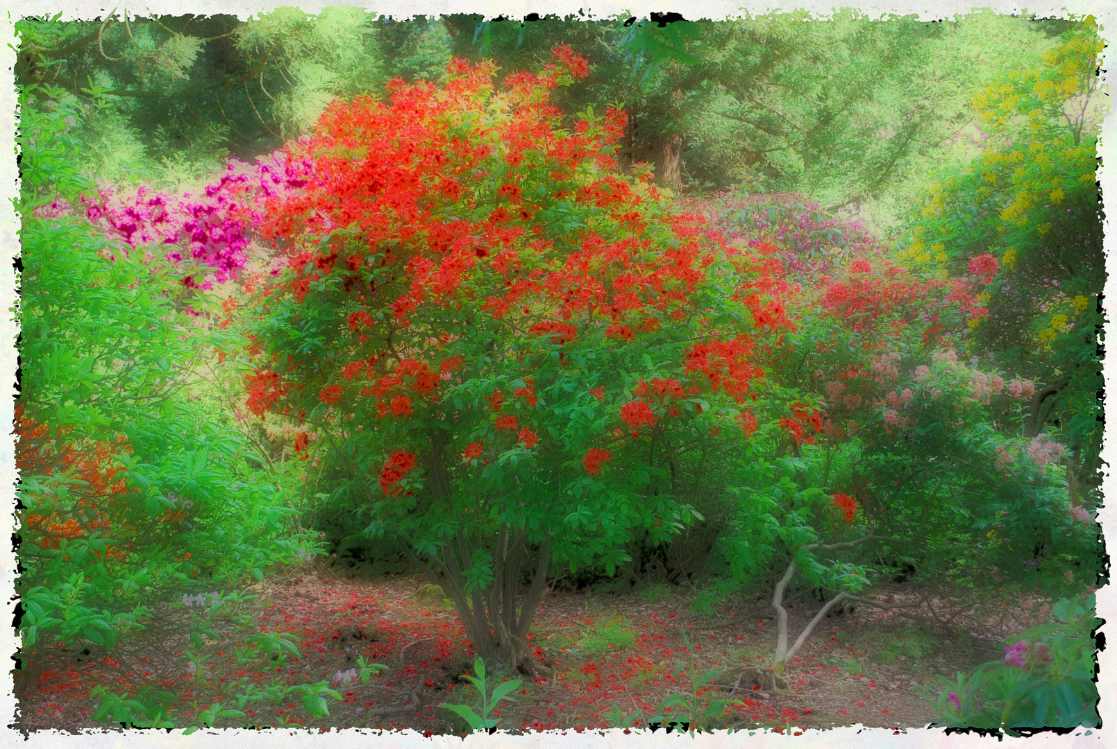 Rhododendron Zauber