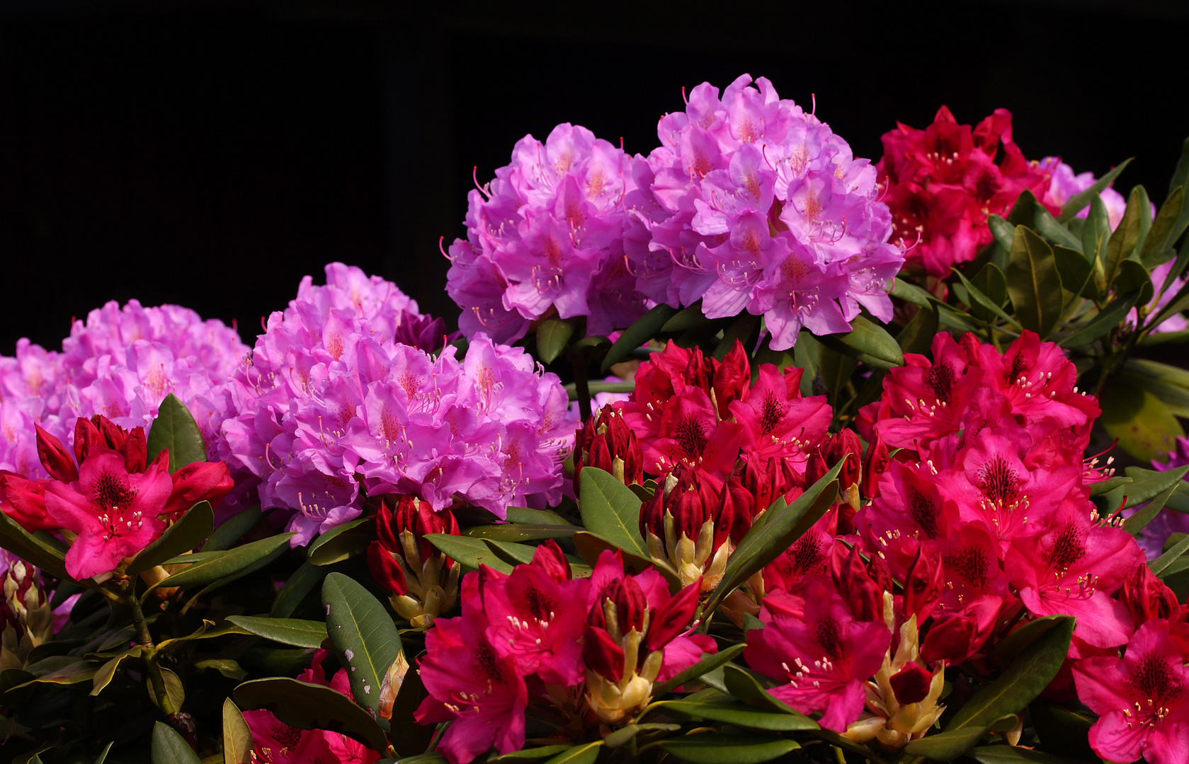 Rhododendron zeigt Farben.