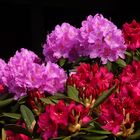 Rhododendron zeigt Farben.