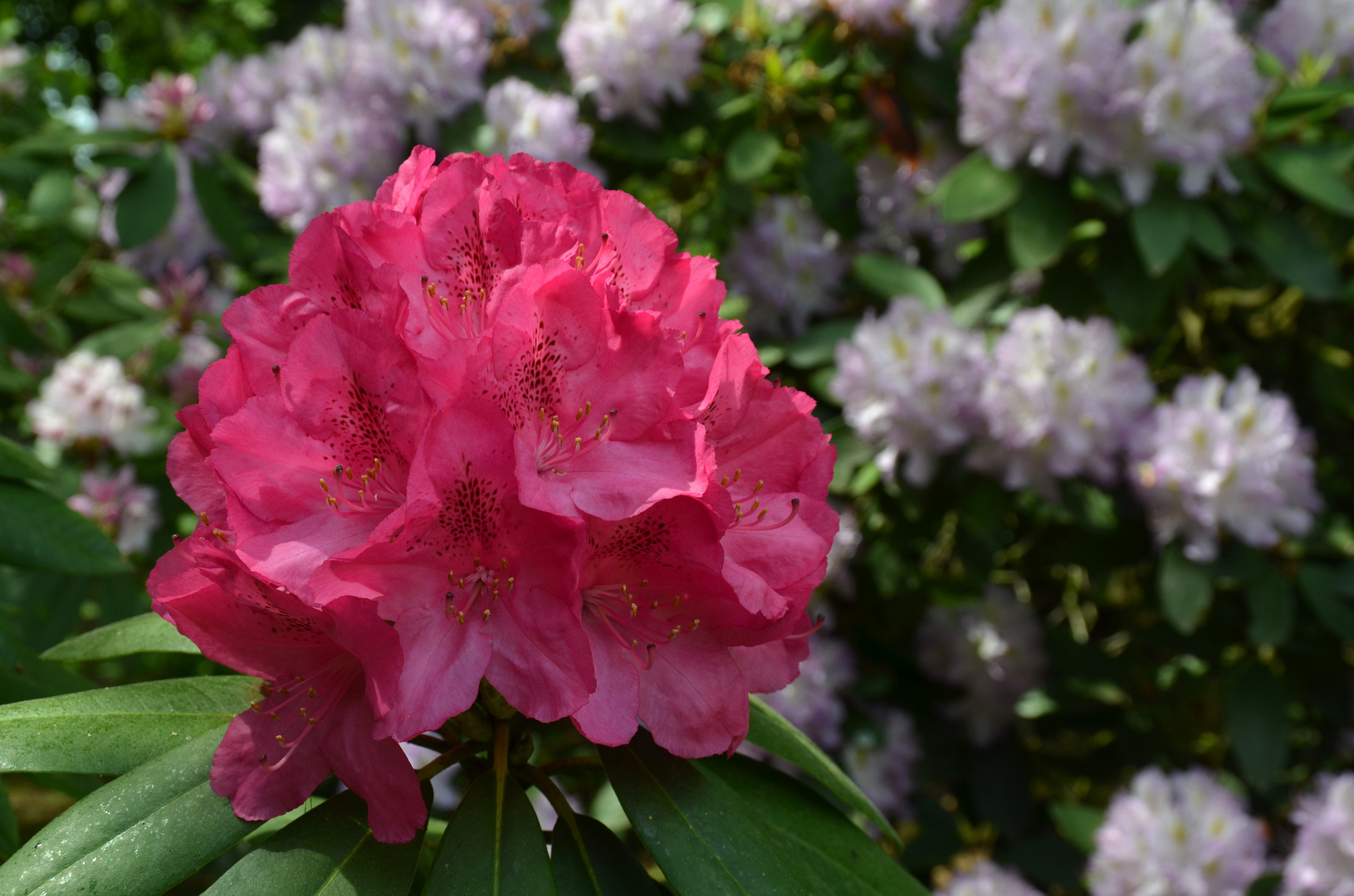 Rhododendron-Zeit (1)