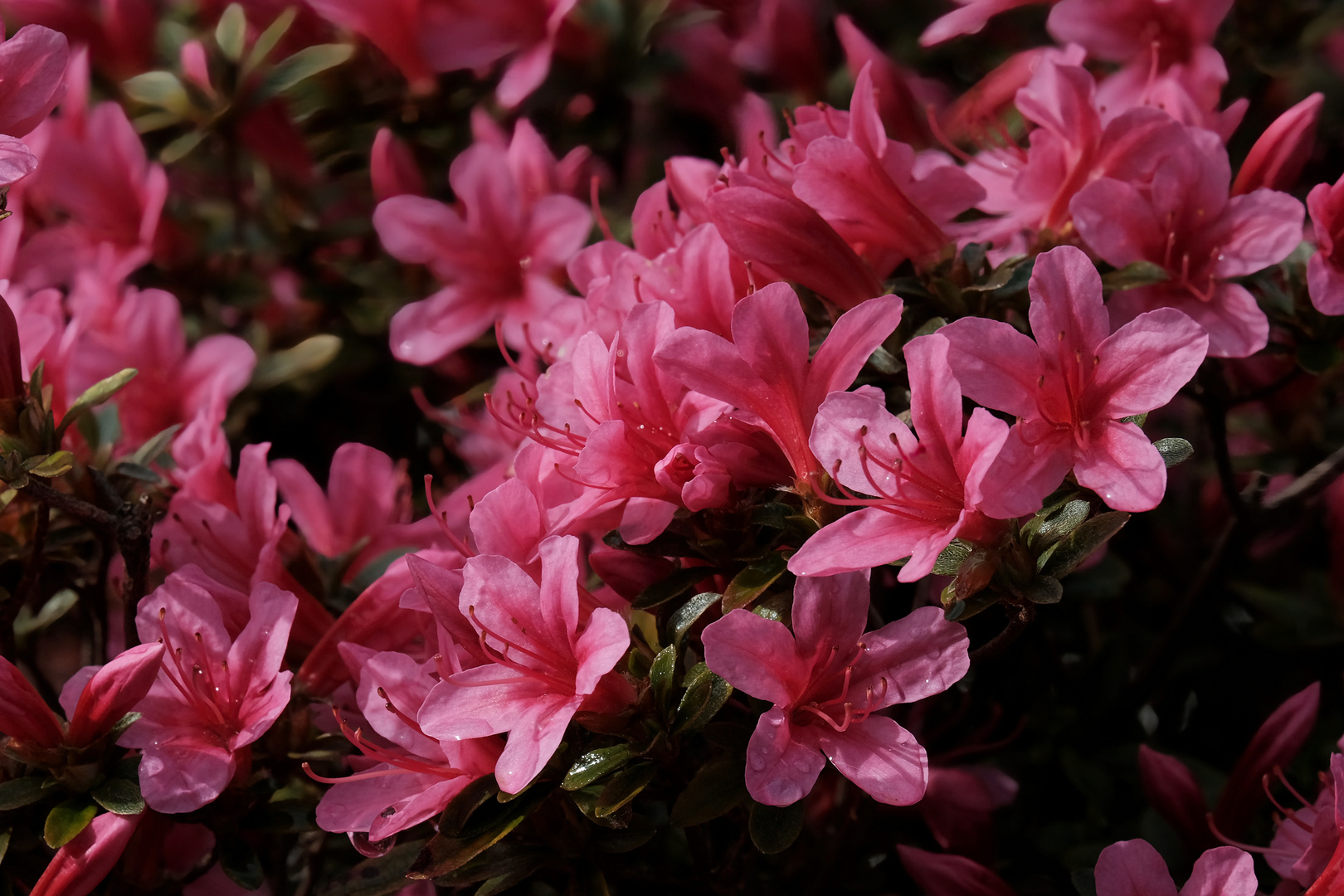 Rhododendron Zeit