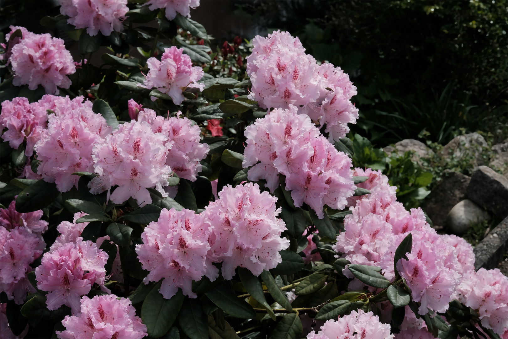 Rhododendron Zeit II