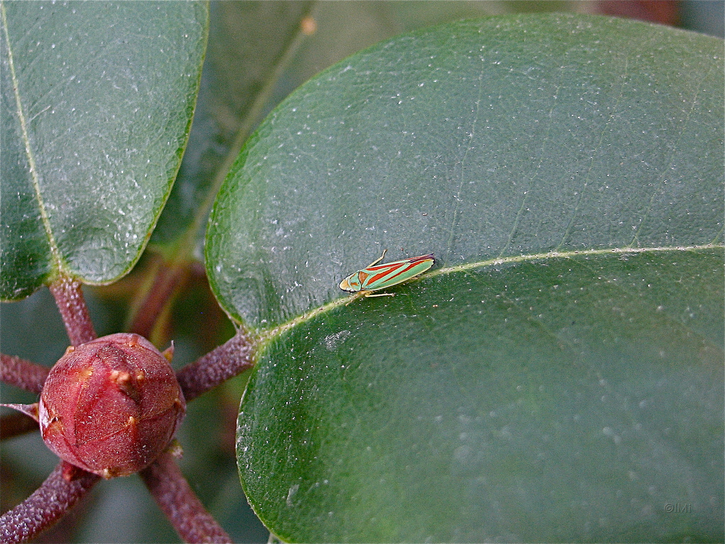 Rhododendron Zikade