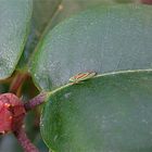 Rhododendron Zikade