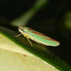 Rhododendron-Zikade (Graphocephala fennahi, Synonym Graphocephala coccinea)