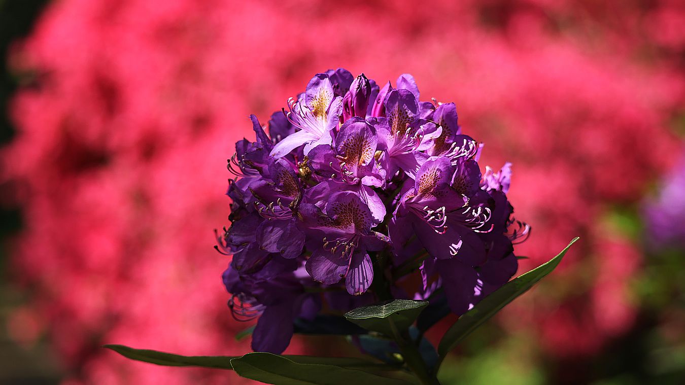 Rhododendron zu Pfingsten