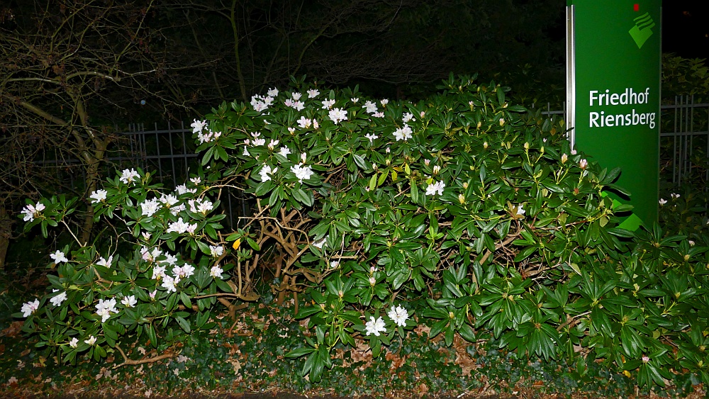 Rhododendron zu Weihnachten